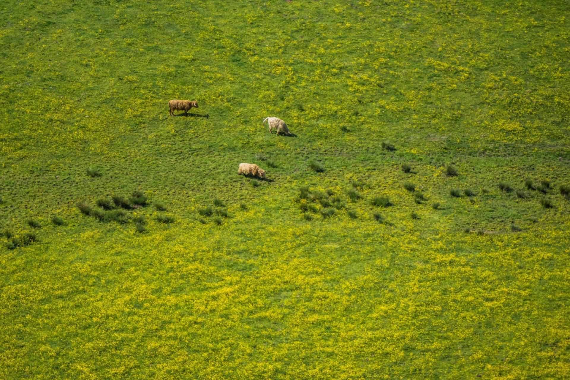 cows grazing in stirlingshire